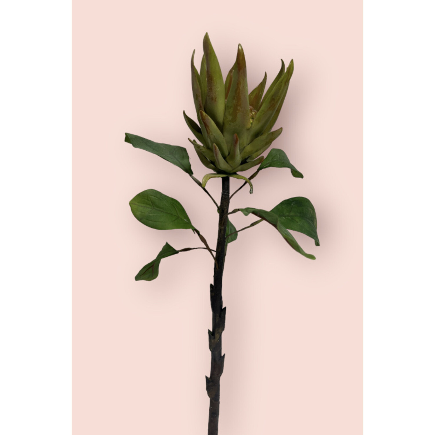 Grüne Protea | Kunstblume aus Seide | Länge 67 Zentimeter - MyFlowers.shop  | Ihr Online-Blumenladen