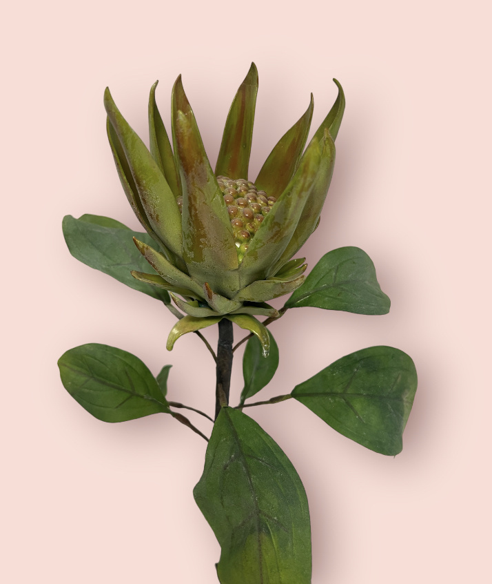 Grüne Protea | Kunstblume - 67 | | MyFlowers.shop Länge Online-Blumenladen Ihr aus Seide Zentimeter