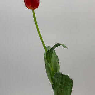 Red Tulip | silk artificial flower | 65 centimeters