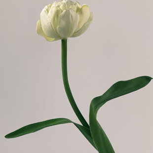 White Tulip | silk artificial flower | 40 centimeters