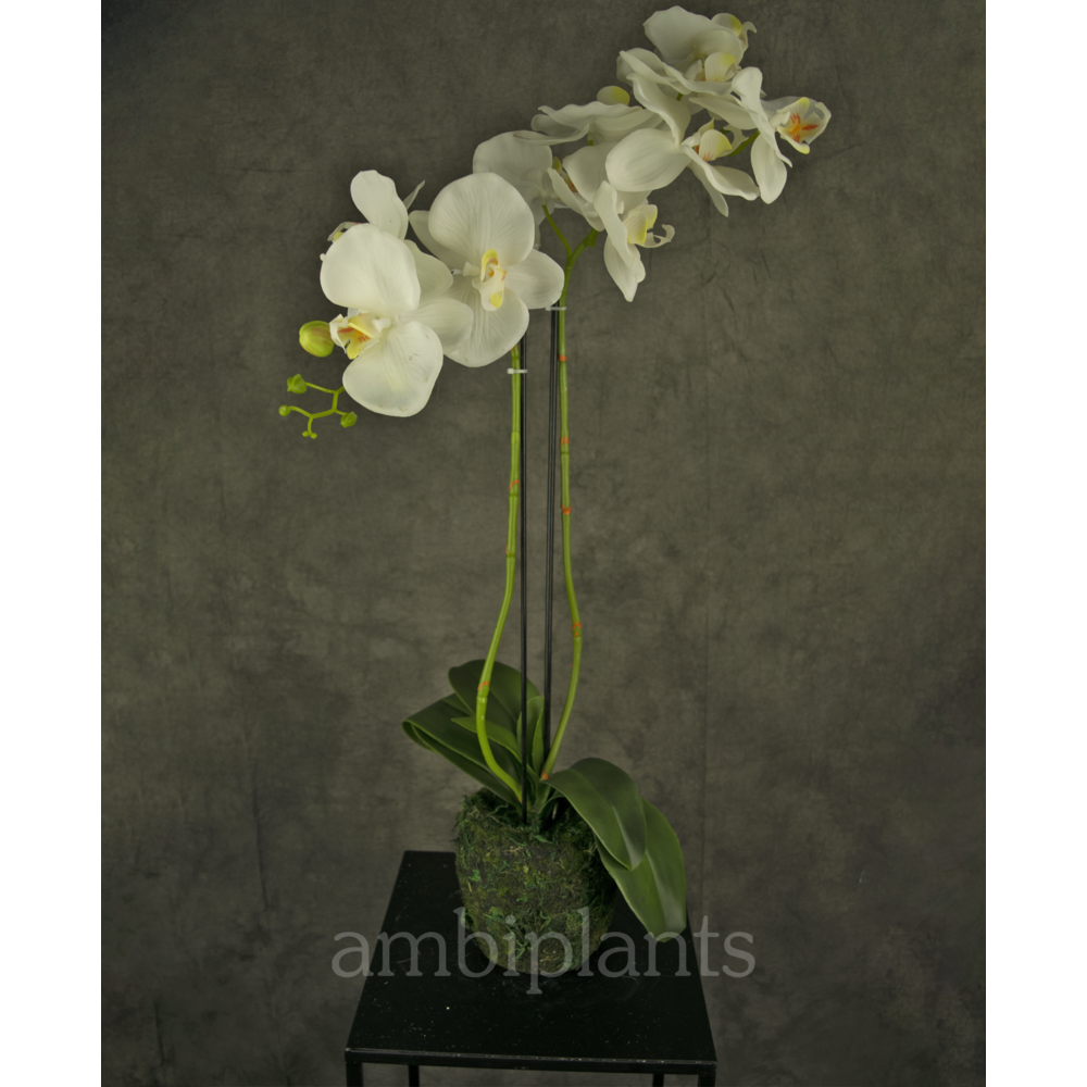 Kunstig orkidé 62 cm hvit - ambiplants.no