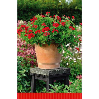 Wenskaart 'Bloemen' (11x17cm)