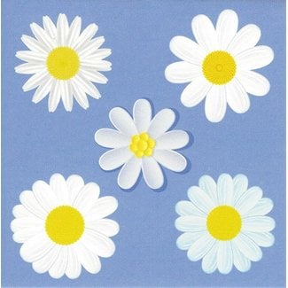 Carte de voeux 'Marguerites' (7x7cm)