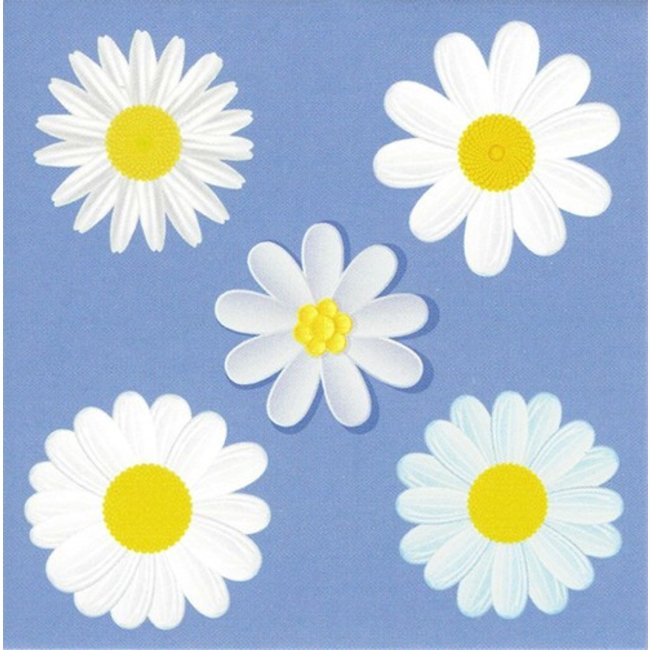 Carte de voeux Marguerites (1 pièce)