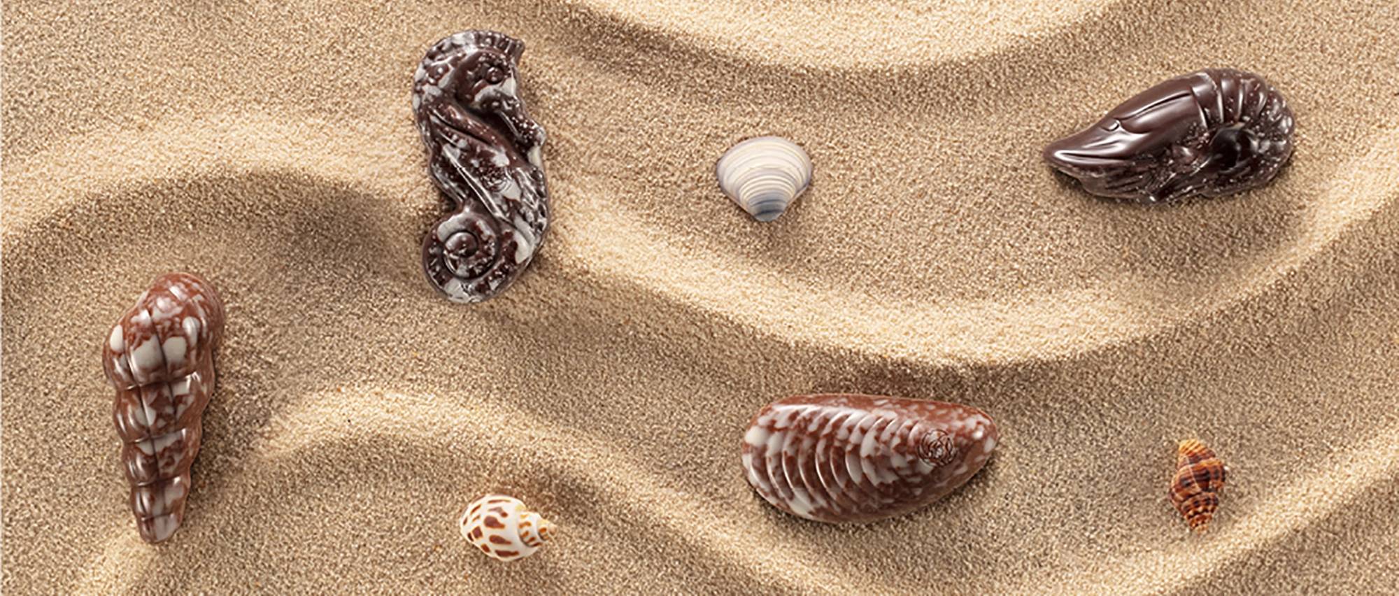 Sun, Sea and Seashells!